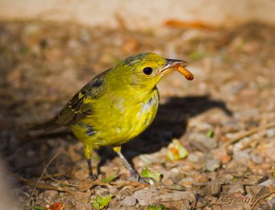 Western Tanager, female