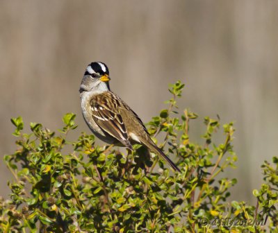 White-crowned Sparrow