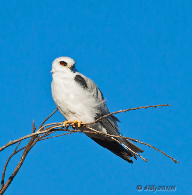 White-tailed Kite