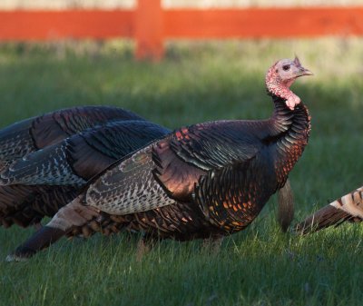 Wild Turkey