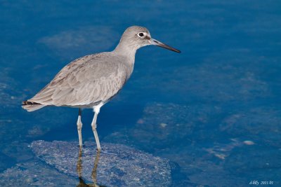 Willet 