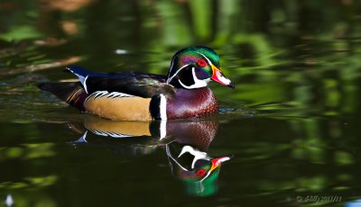 Wood Duck