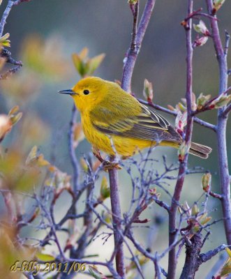 Yellow Warbler