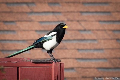 Yellow-billed Magpie