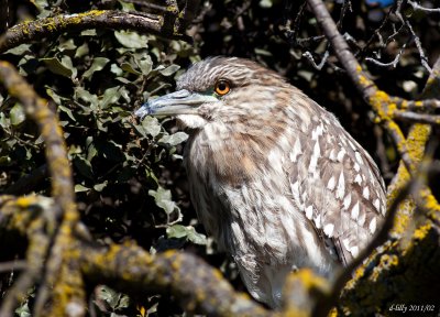 Black-capped Night Heron, immature