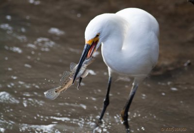Snowy Egret with fish