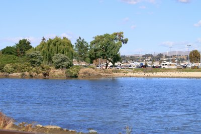 Pond at Martinez Shorline Park.jpg