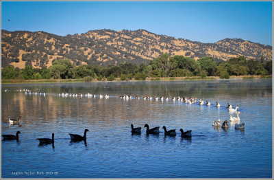 Domestic Geese