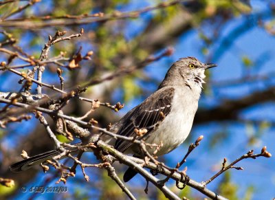 Northern Mockingbird