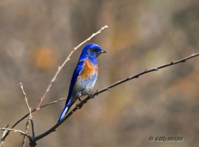 Western Bluebird