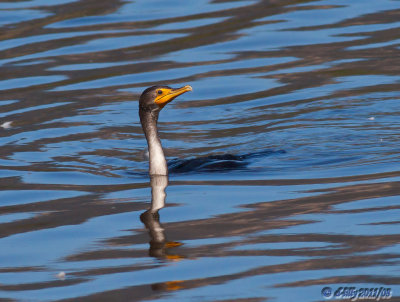 Double-crested Cormorant