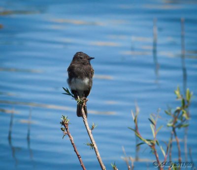 Black Phoebe