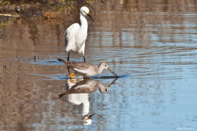 Snowy Egret & Yellowlegs