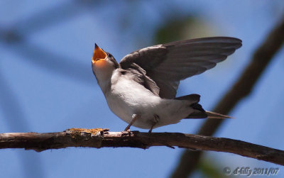 Swallow fledgling