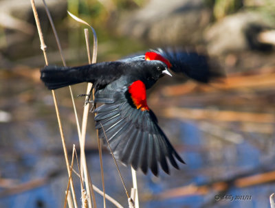 Red-winged Blackbird