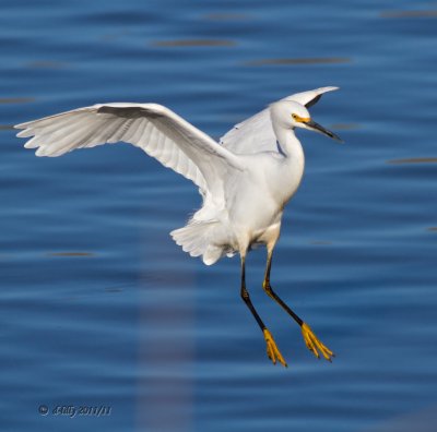 Snowy Egret, landing