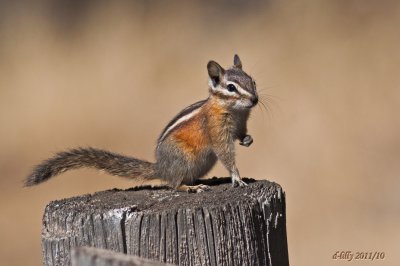 Chipmunk