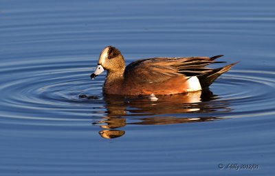 American Wigeon