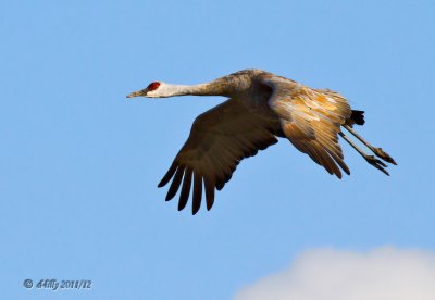 Sandhill Cranes flight