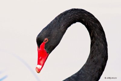 Black Swan portrait
