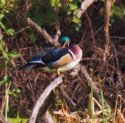 Wood Duck on branch