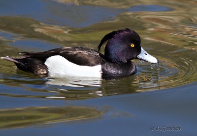 Tufted Duck-4
