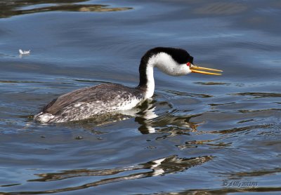 Western Grebe calling