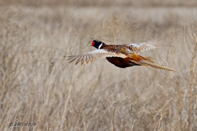 flight of the Pheasant