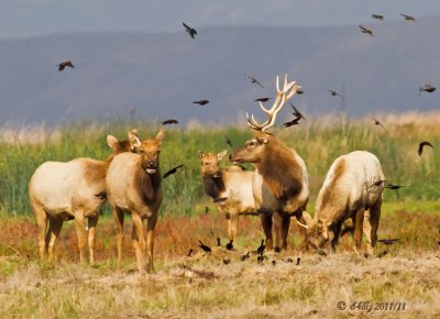 grazing Tule Elk
