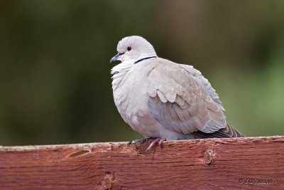 Eurasian Collard-Dove