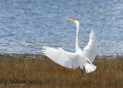 Great Egret