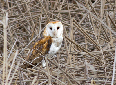 Barn Owl