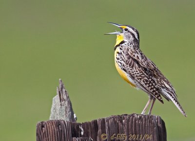 Singing a Song for You