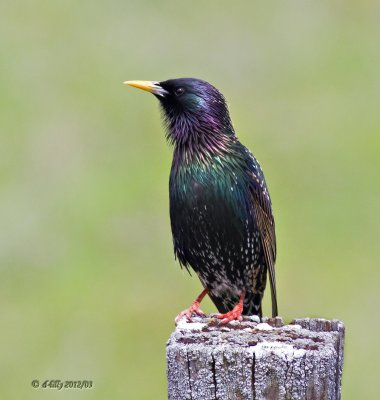 European Starling