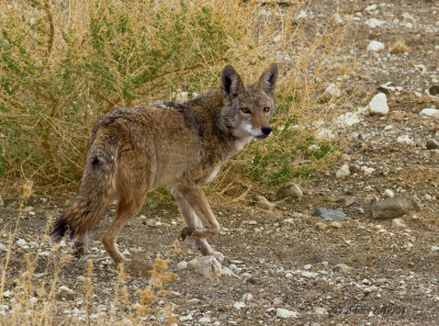 Wiley Coyote