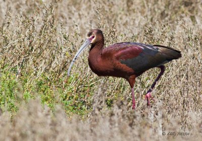 White-faced Ibis