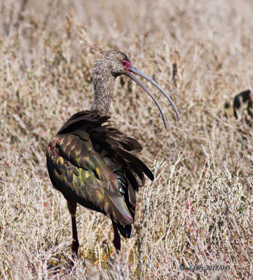 White-faced Ibis