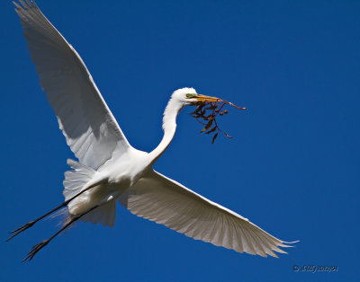 The Offering