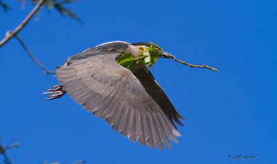 Black-crowned Night Heron