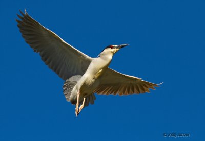 Black-crowned Night Heron