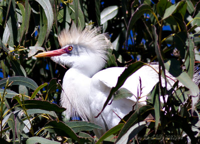 Cattle Egret