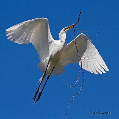 Great Egret-3