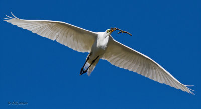 Great Egret-2