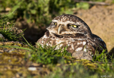 Burrowing Owl, starry eyed