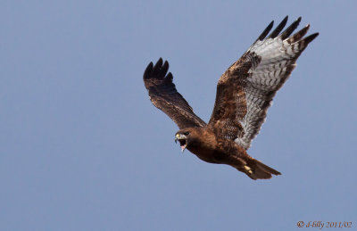 Red-tailed Hawk, vocal