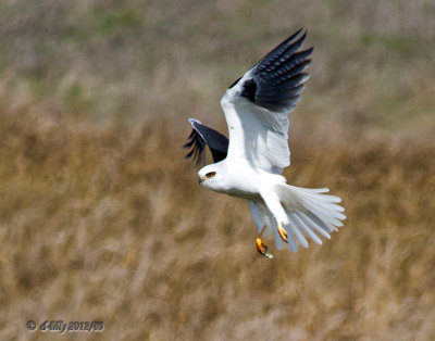 White-tailed Kite in flight