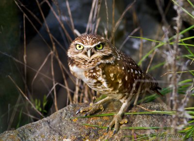 Burrowing Owl, full shot