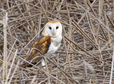 Barn Owl in reeds