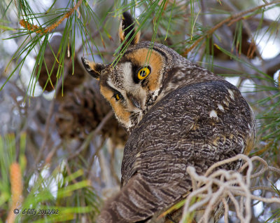 Great Horned Owl-1