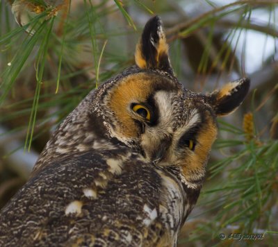 Great Horned Owl-2